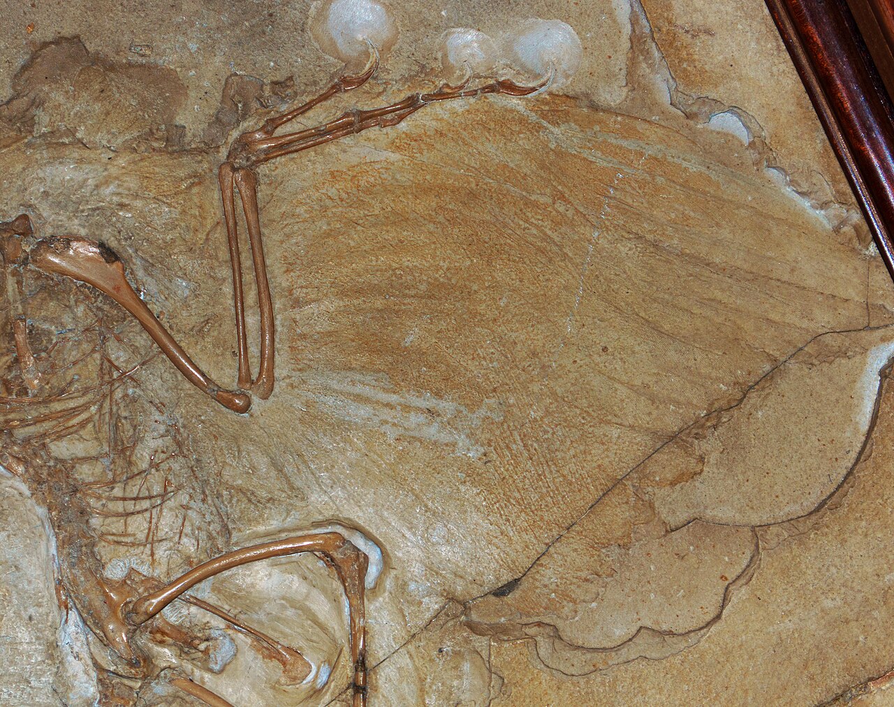 ¿Por qué las aves son dinosaurios?