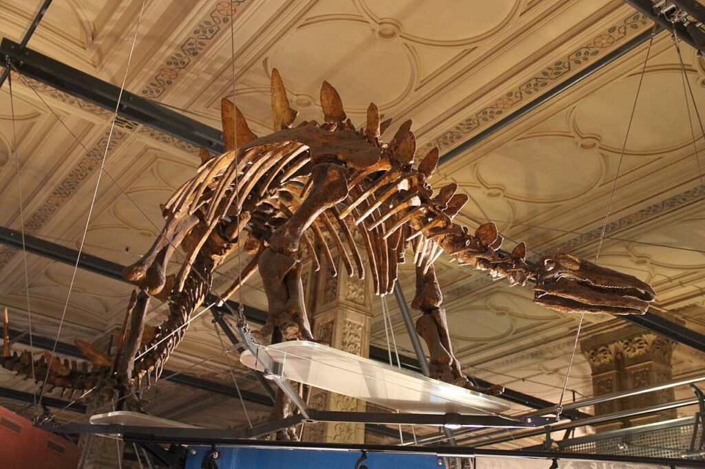 Esqueleto montado de Stegosaurus visto de perfil, con las placas dorsales y las púas de la cola, bajo el techo ornamentado de una sala del Natural History Museum de Londres